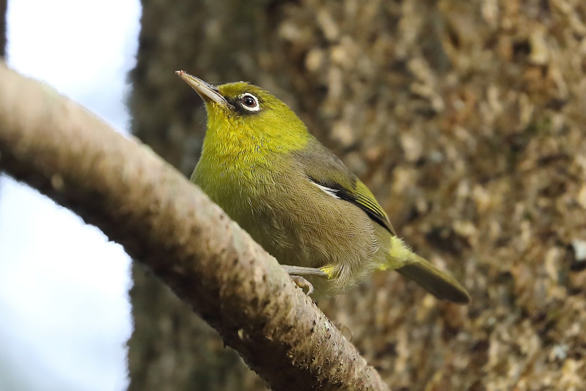 Slender-billed White-eye - Peter Kyne