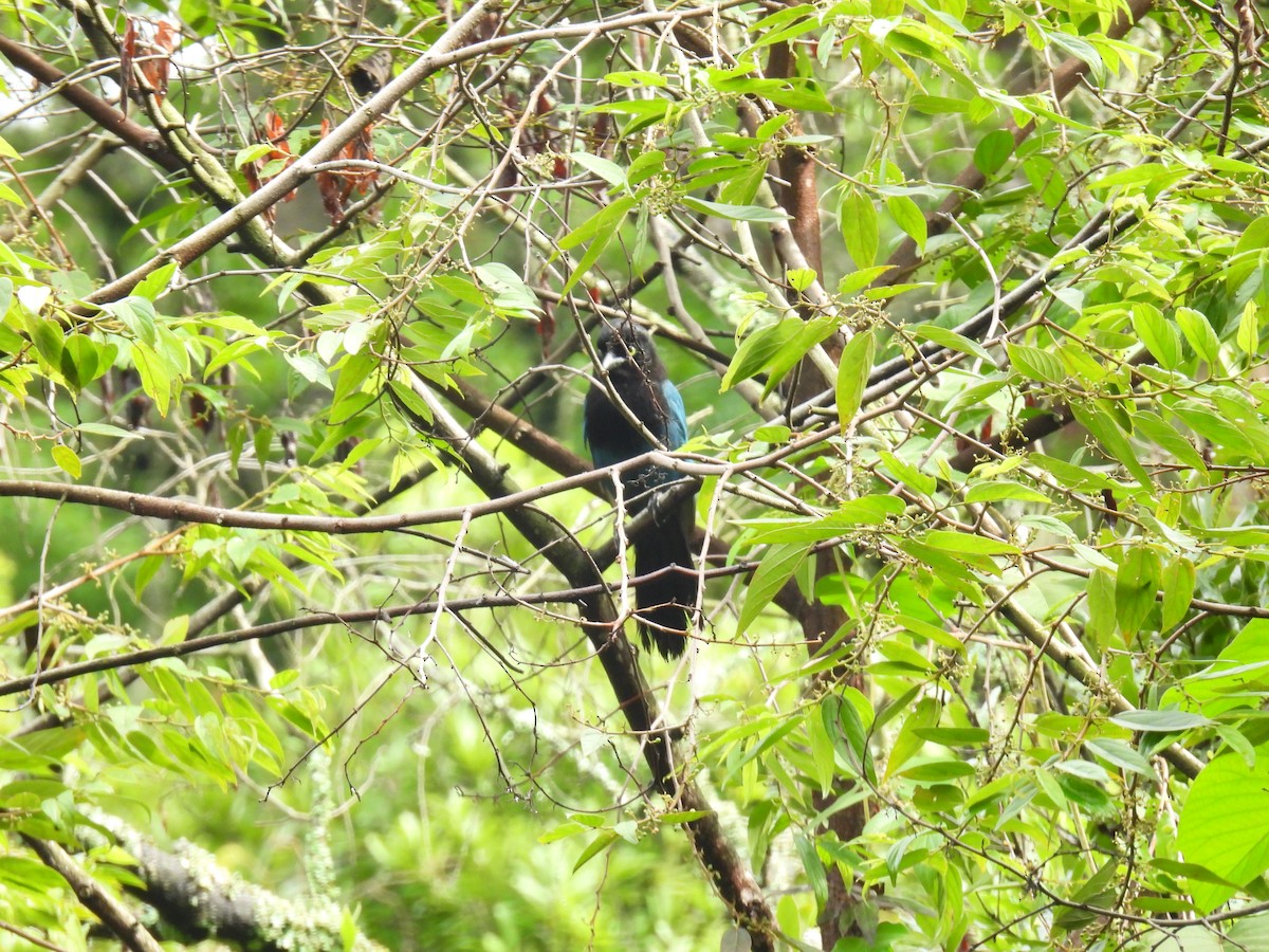 Bushy-crested Jay - ML620730656