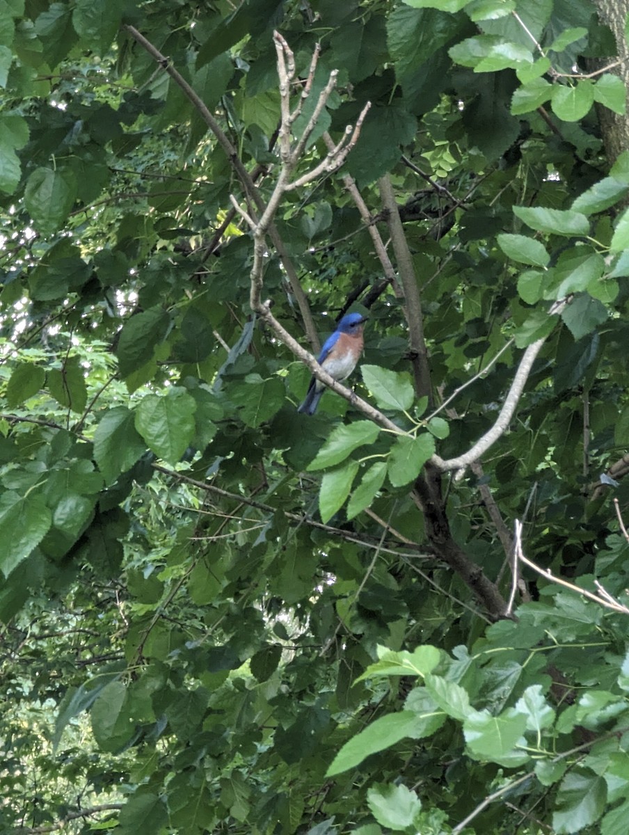 Eastern Bluebird - ML620730657