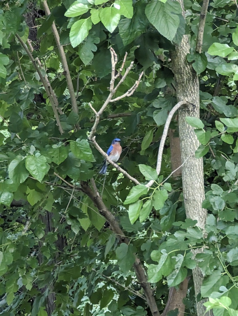 Eastern Bluebird - ML620730659