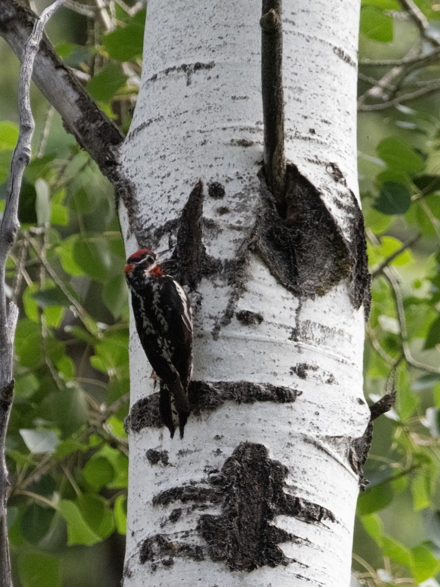 Red-naped Sapsucker - ML620730660