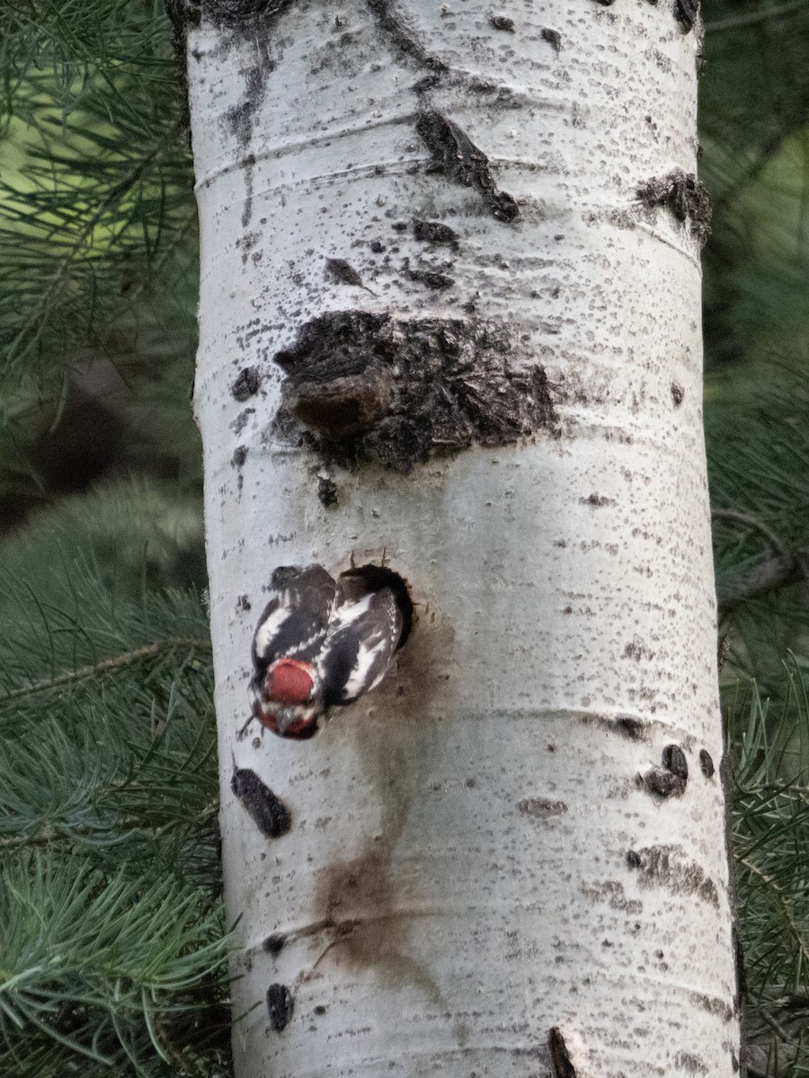 Red-naped Sapsucker - ML620730661