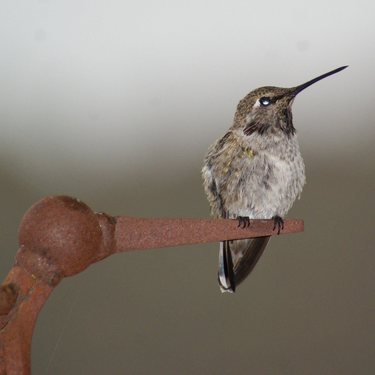 Anna's Hummingbird - ML620730665