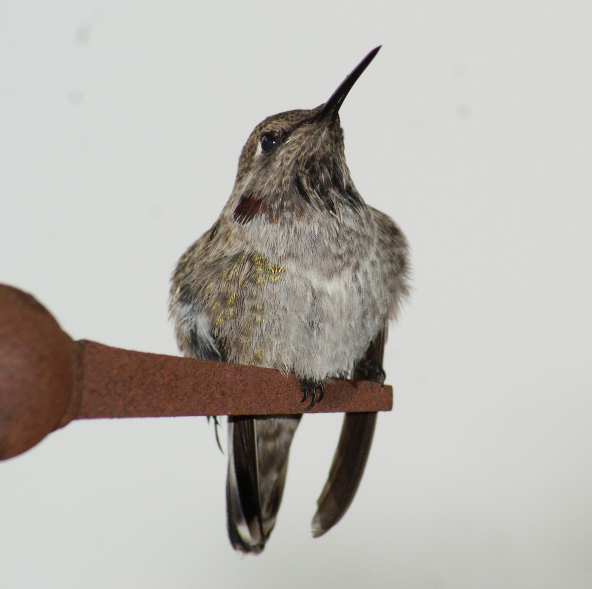 Anna's Hummingbird - ML620730668