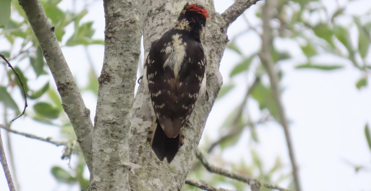 Downy Woodpecker - ML620730669