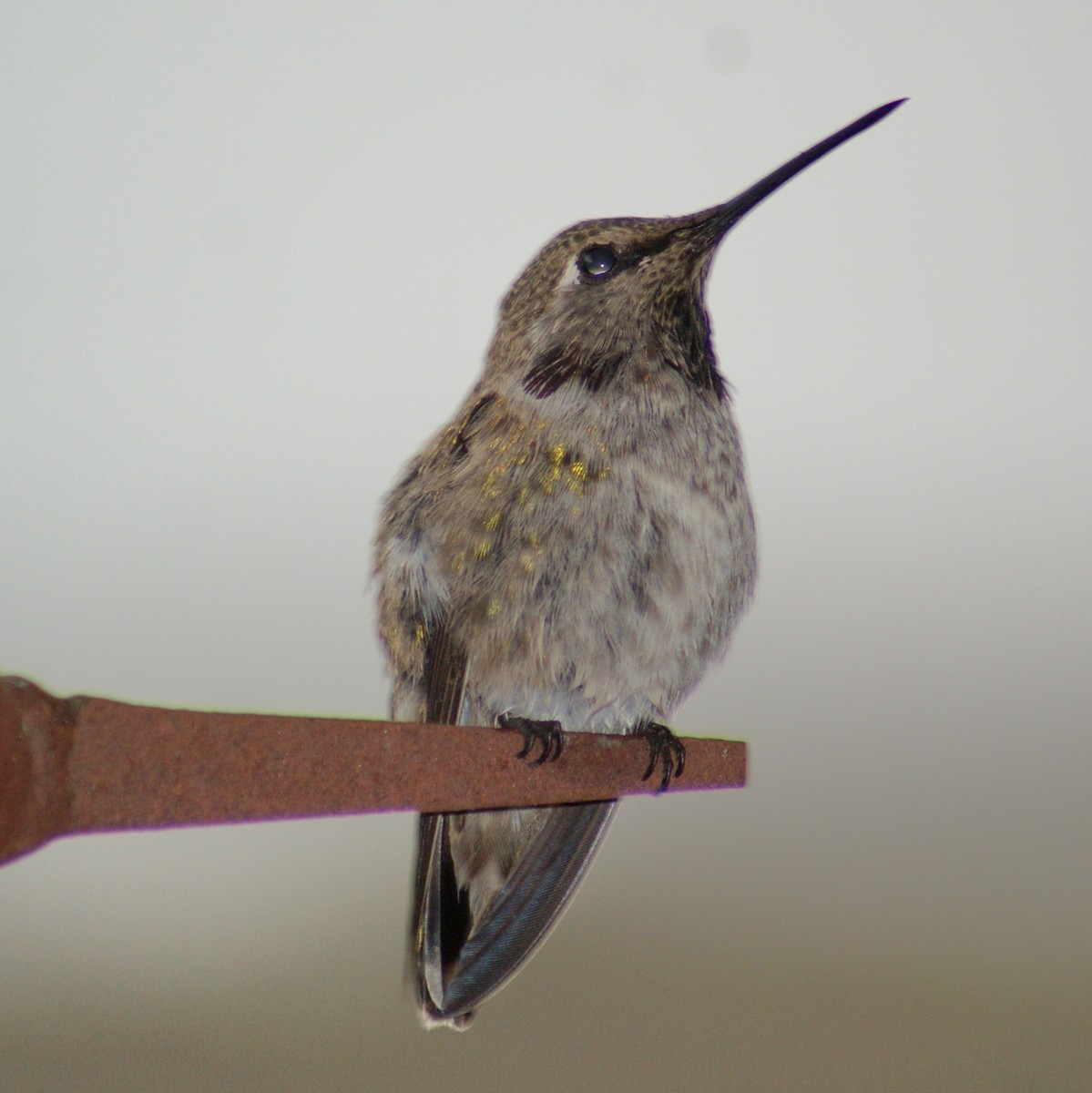 Anna's Hummingbird - Dominic DeLaca-Wauer