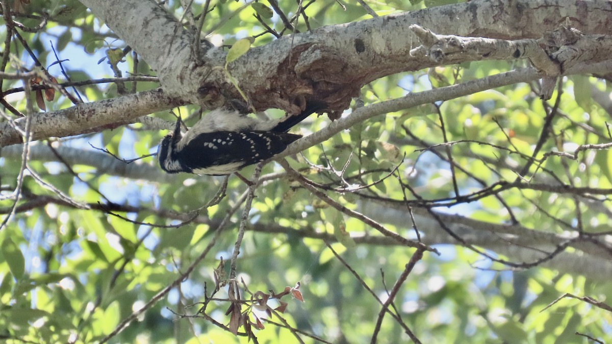 Downy Woodpecker - ML620730672