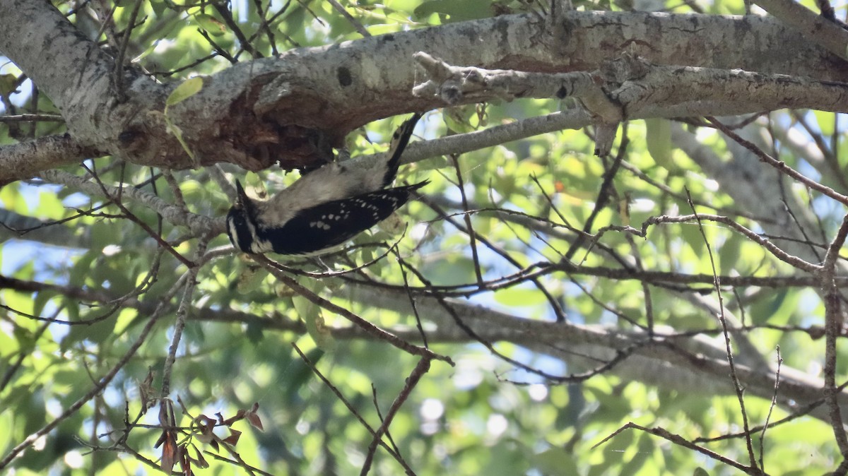 Downy Woodpecker - ML620730673