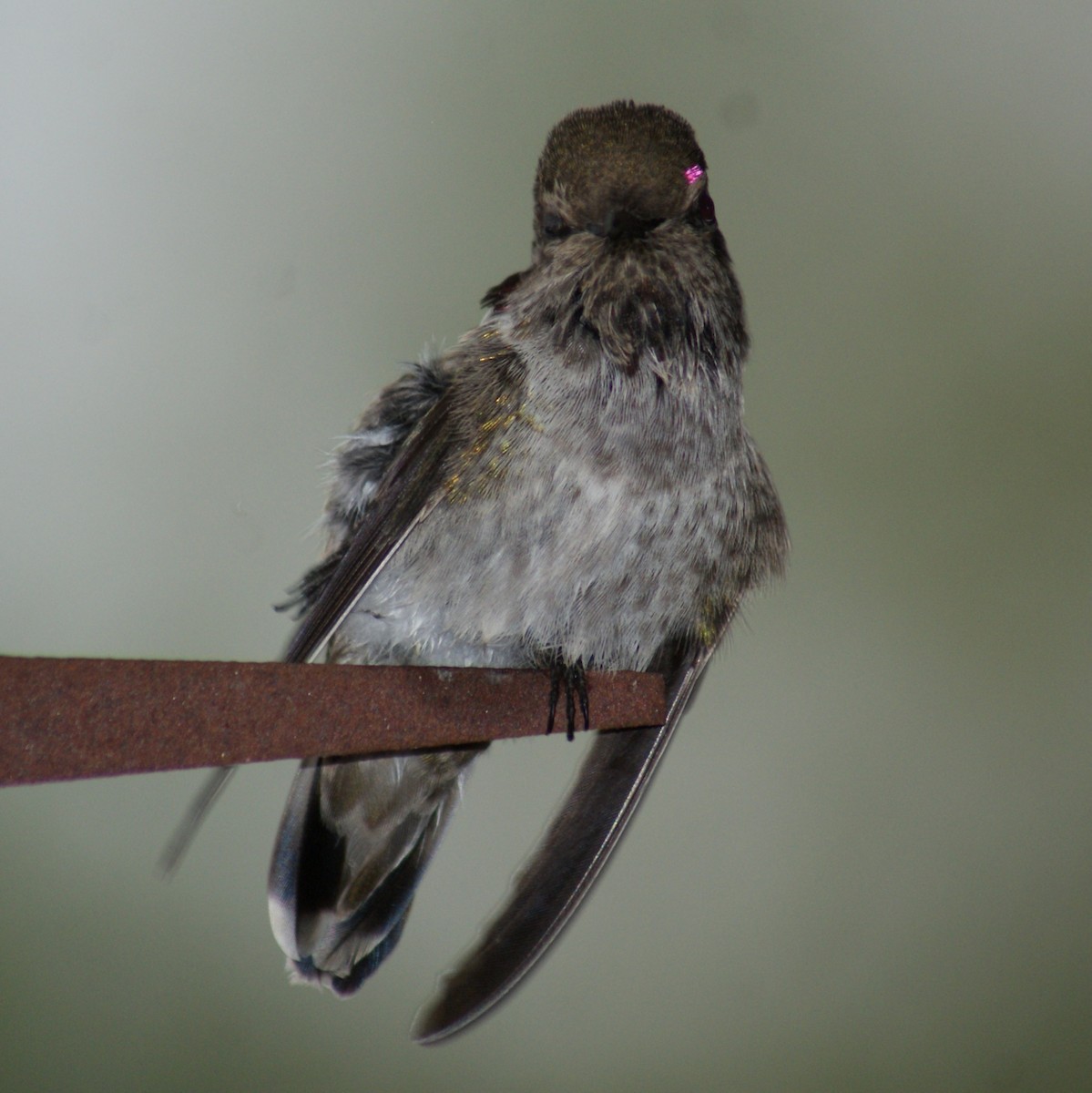 Anna's Hummingbird - ML620730675