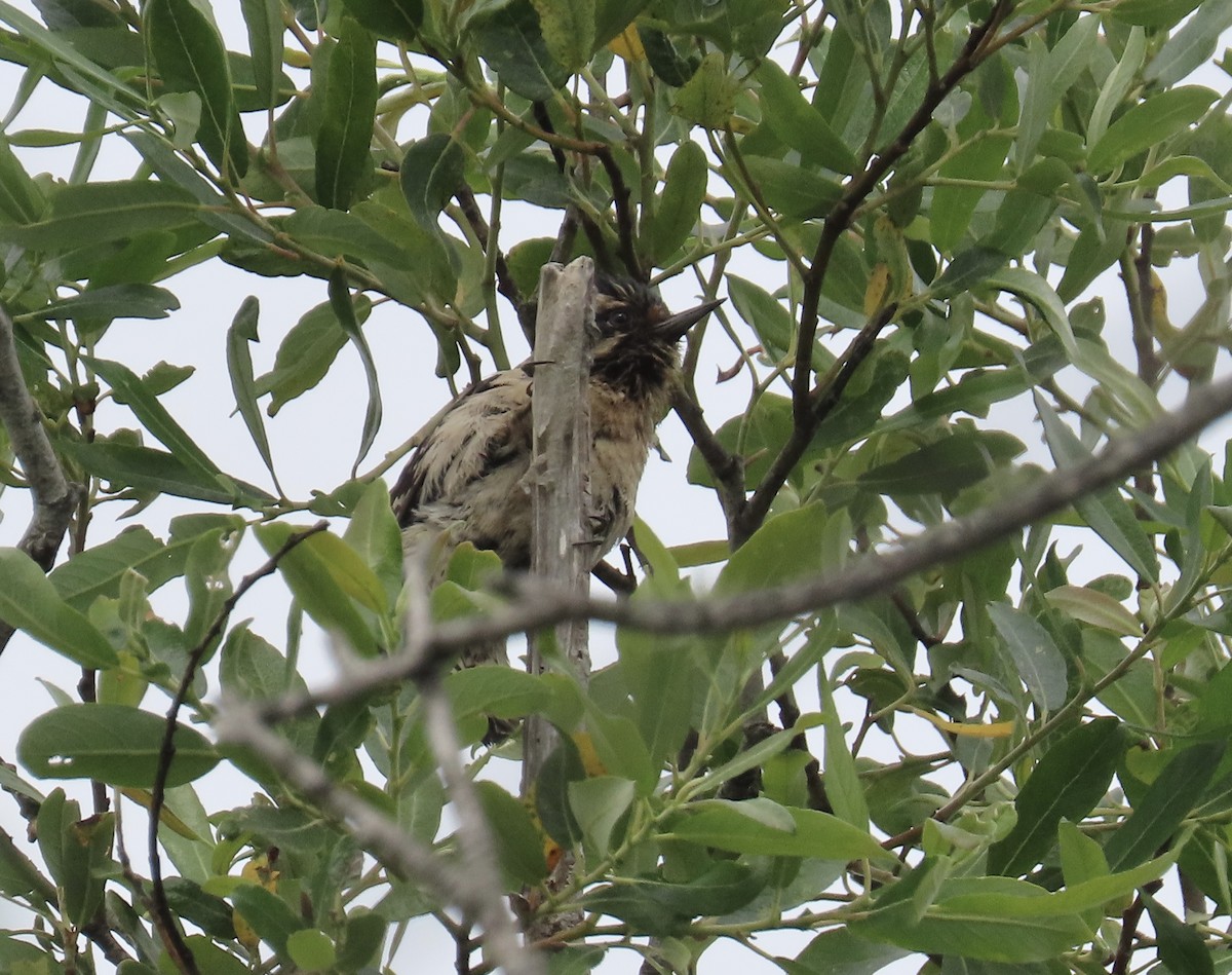 Downy Woodpecker - ML620730676