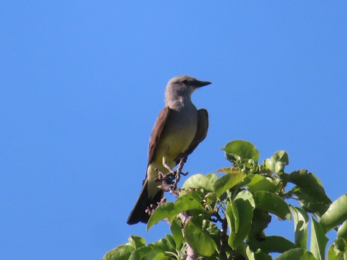 Western Kingbird - ML620730677