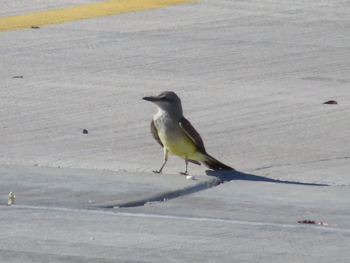 Western Kingbird - ML620730682