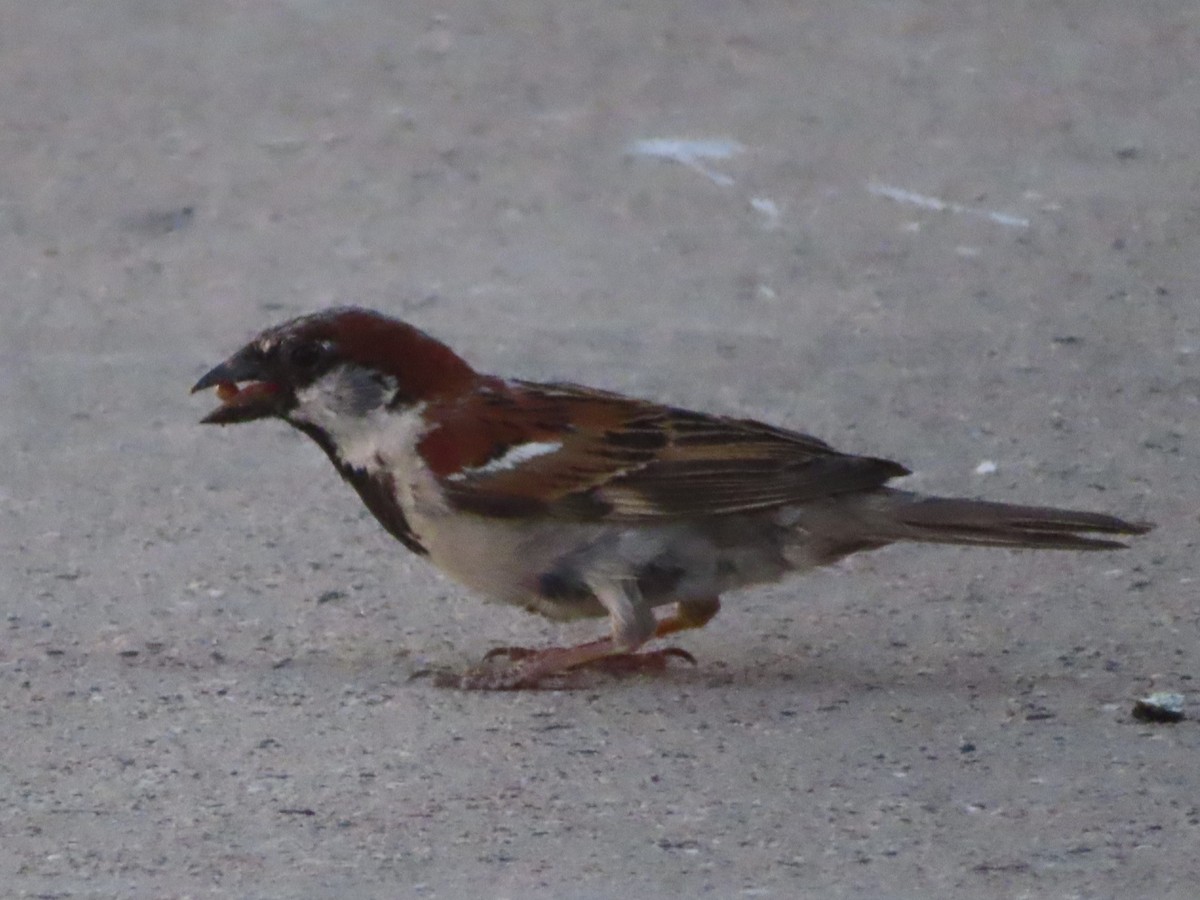 House Sparrow - ML620730684