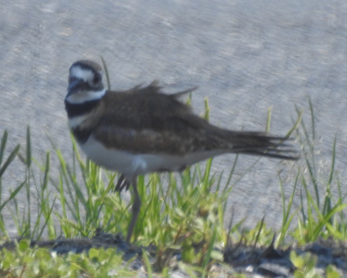 Killdeer - ML620730691