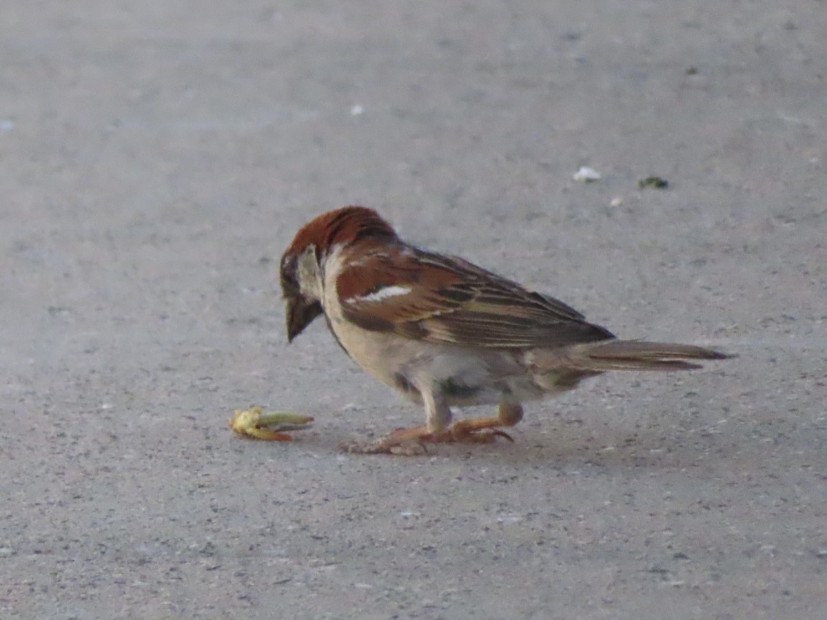 House Sparrow - ML620730692