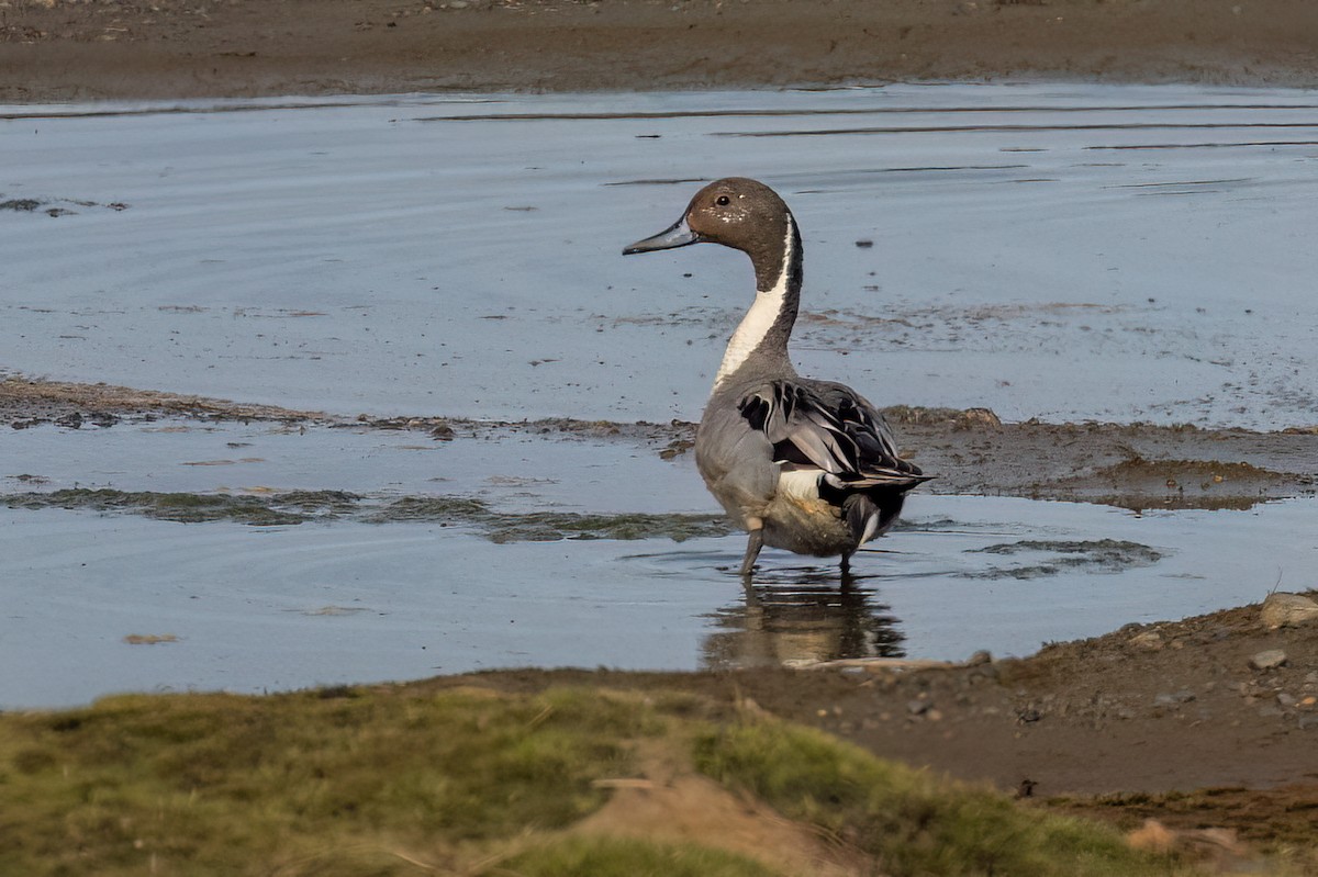 Northern Pintail - ML620730693