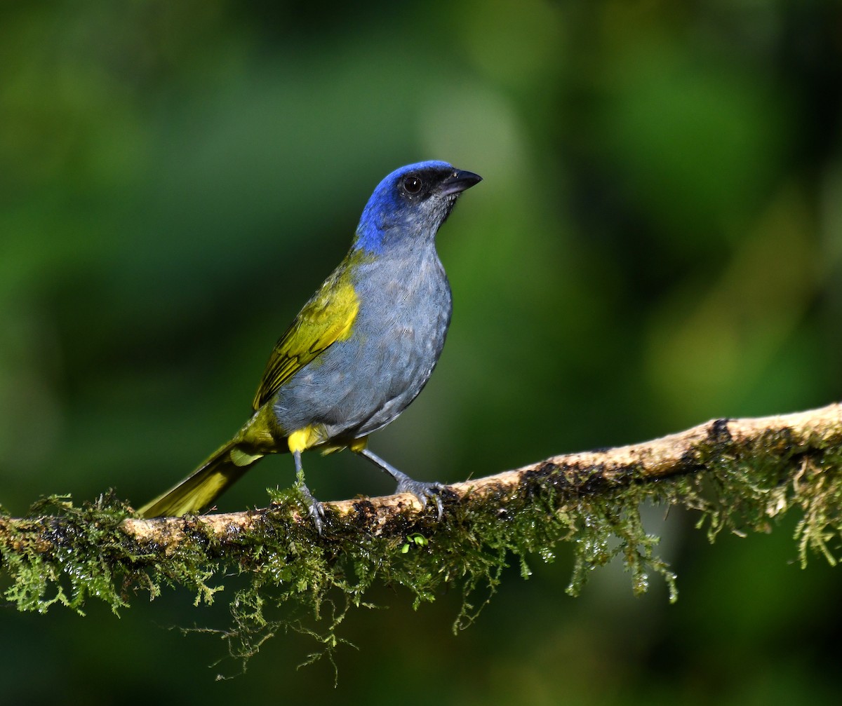 Blue-capped Tanager - ML620730695