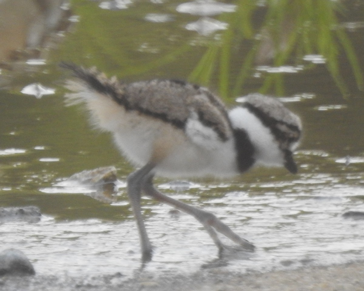 Killdeer - ML620730697