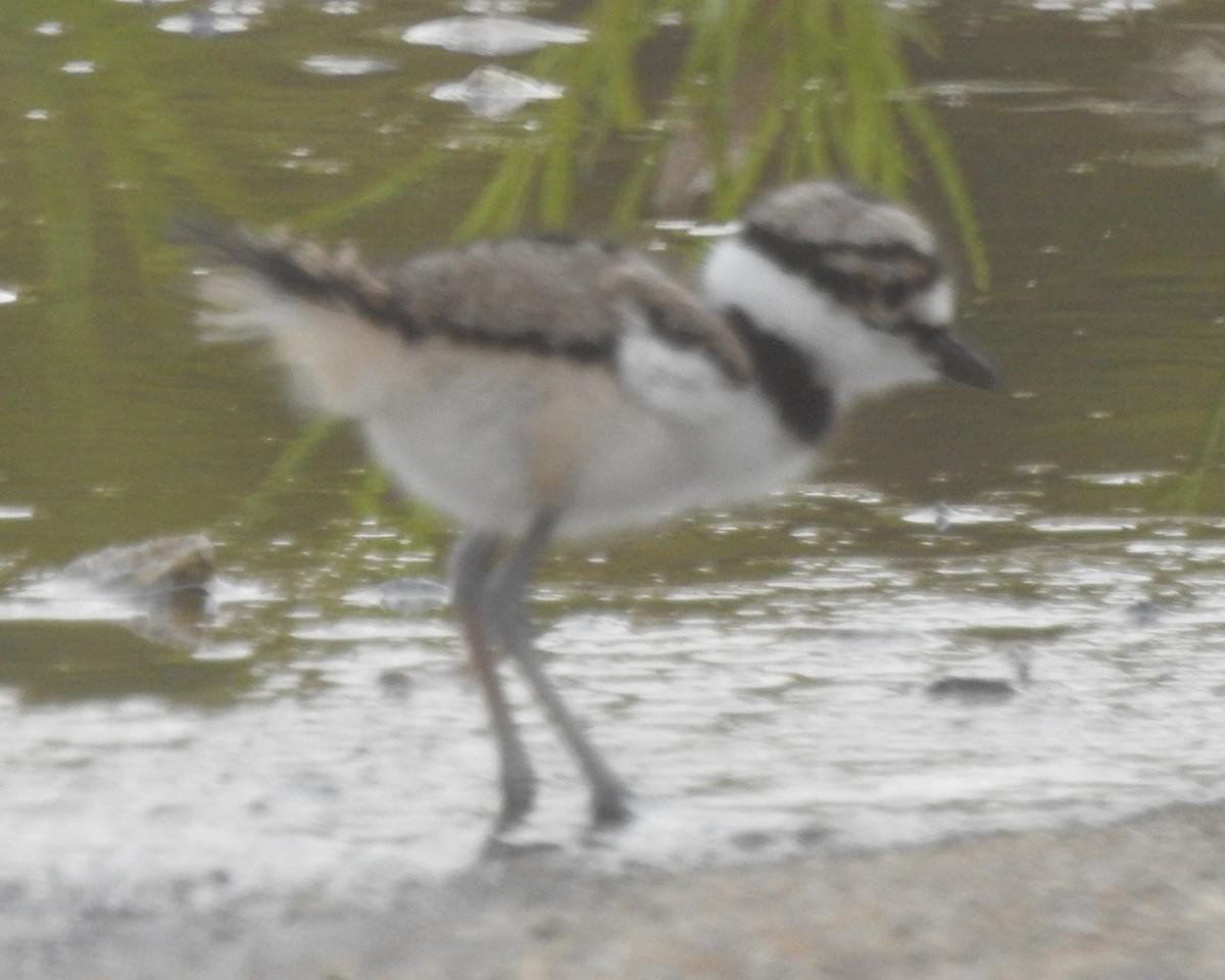 Killdeer - Wayne Longbottom