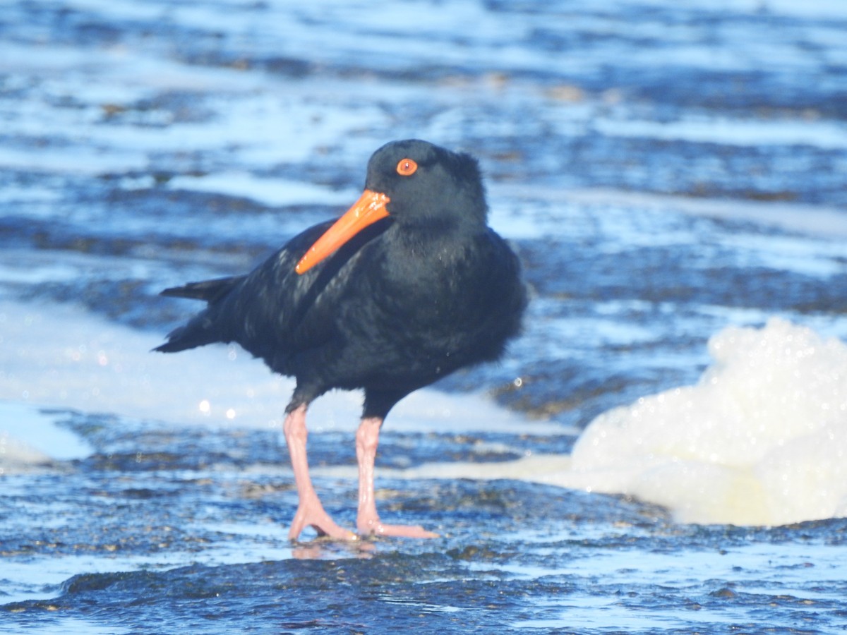 Sooty Oystercatcher - ML620730700