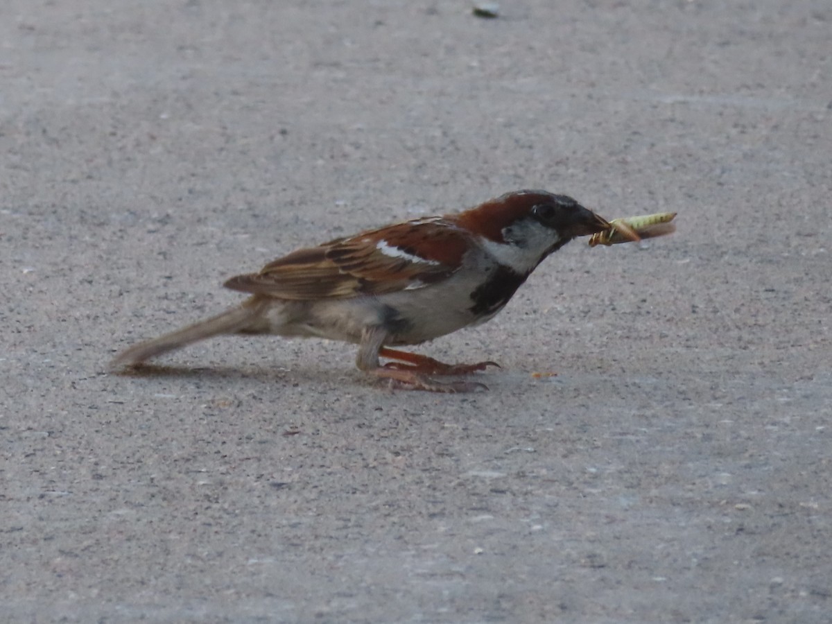 Moineau domestique - ML620730701