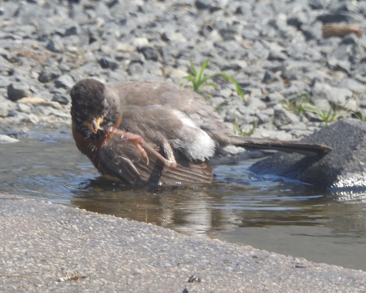 Zozo papargorria - ML620730702