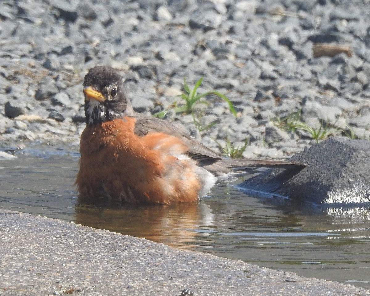 American Robin - ML620730703