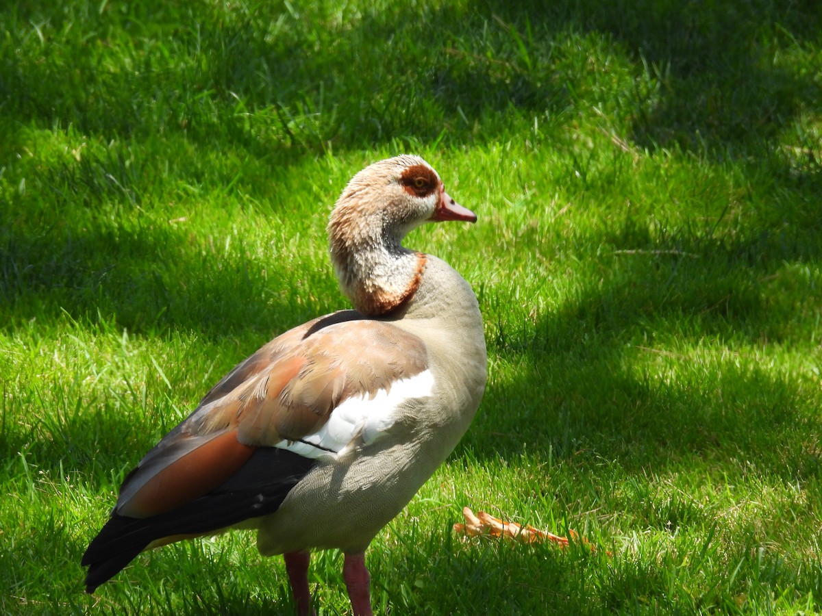 Egyptian Goose - ML620730704