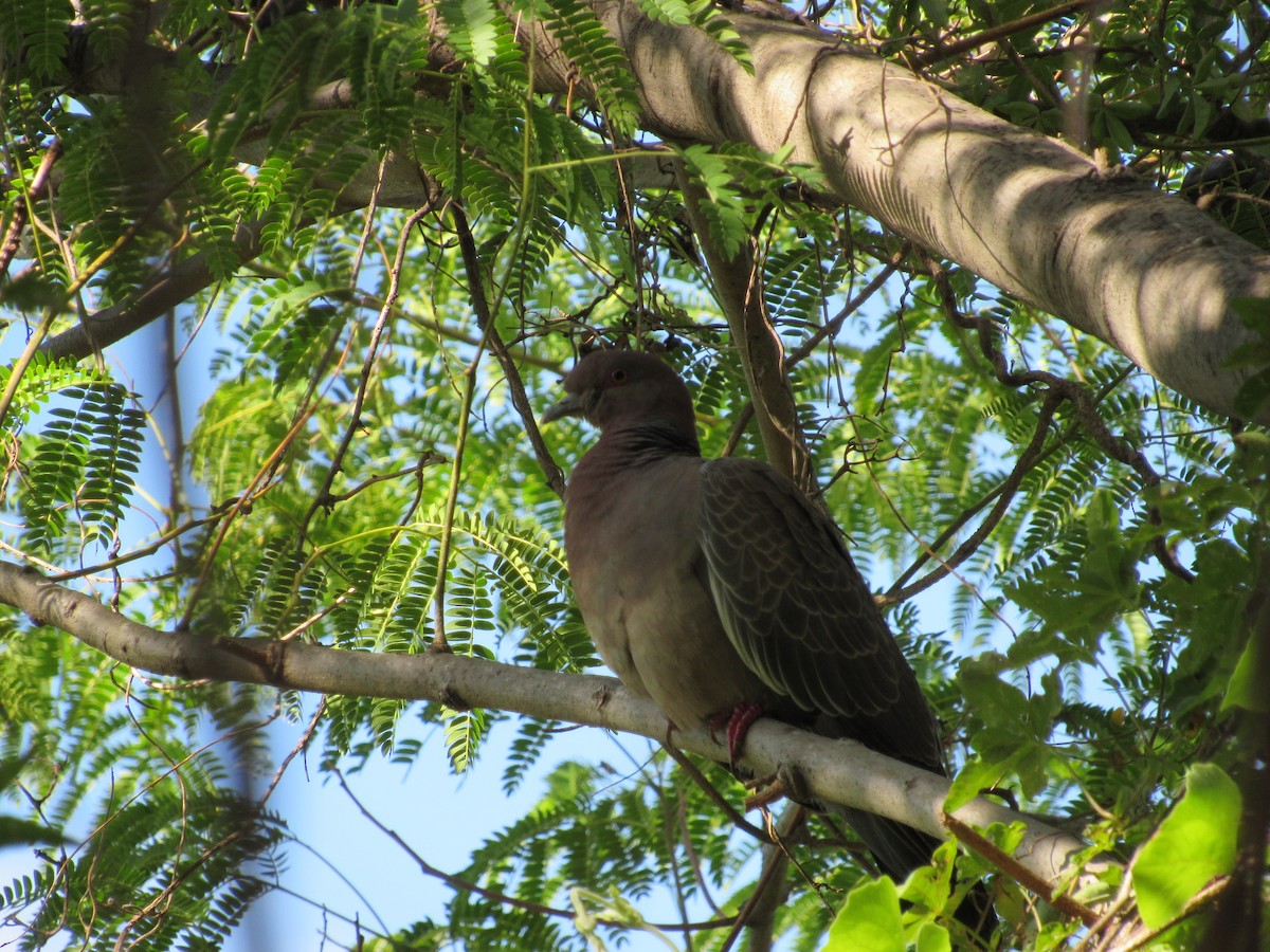 Picazuro Pigeon - ML620730705