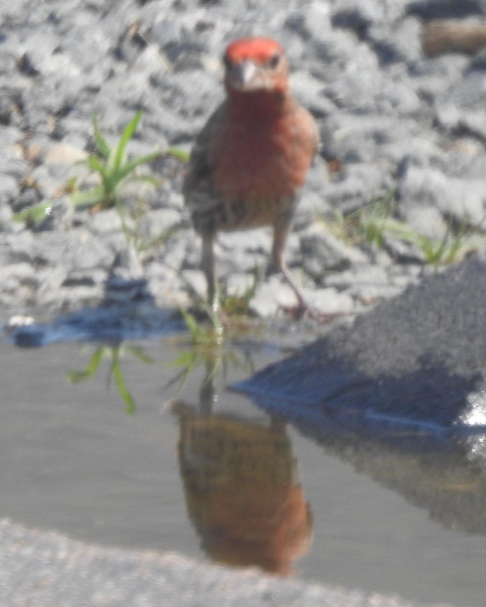 House Finch - ML620730706