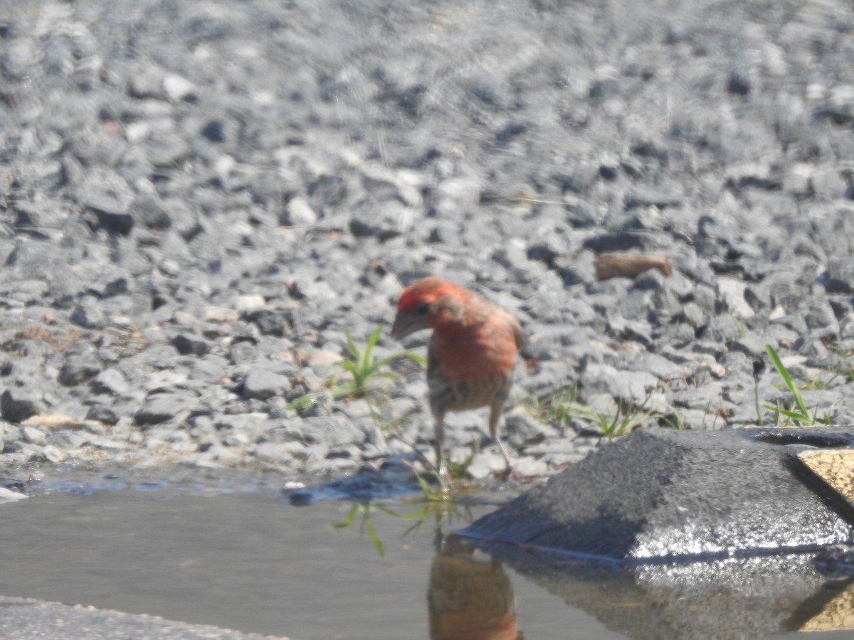 House Finch - ML620730708