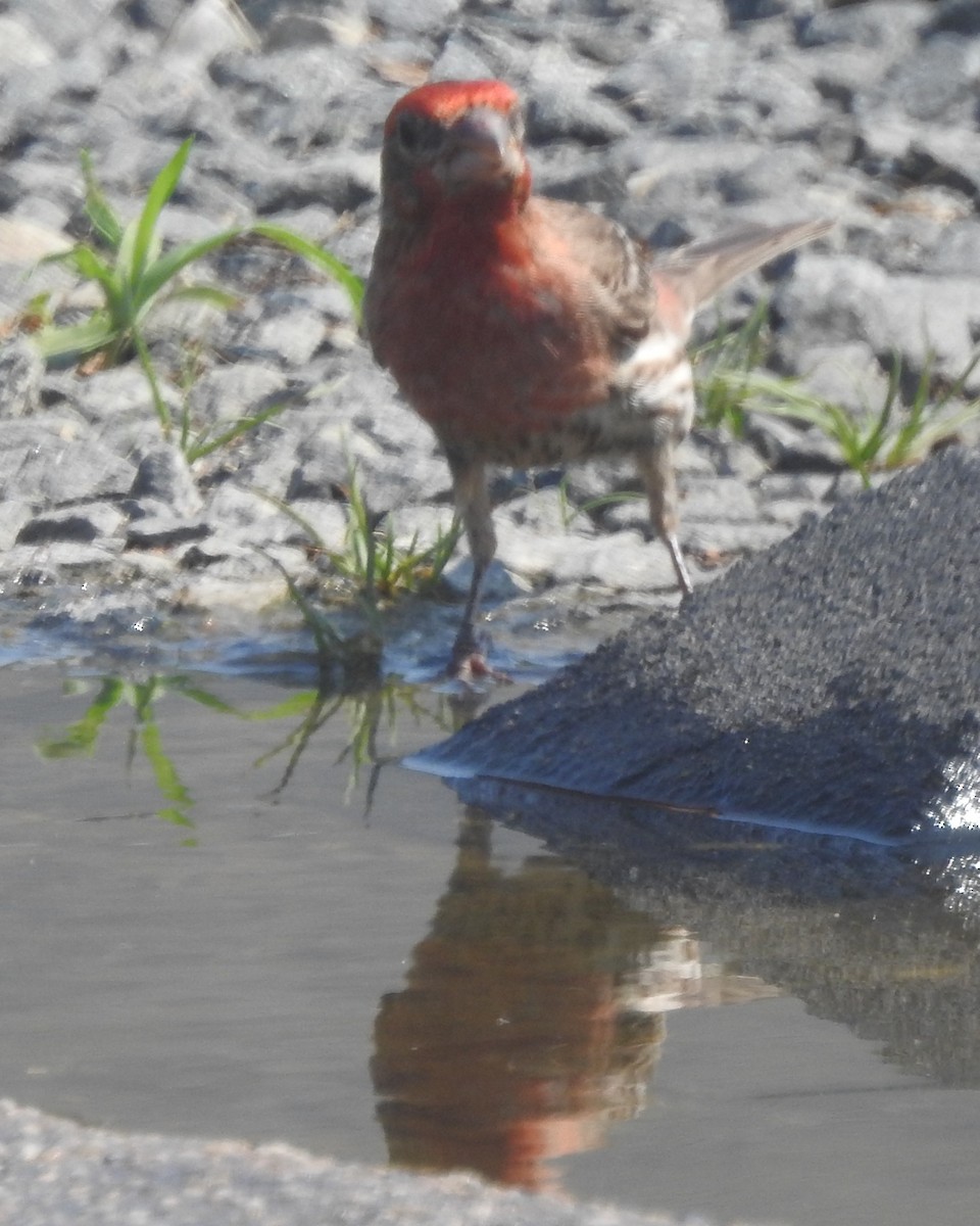 House Finch - ML620730710