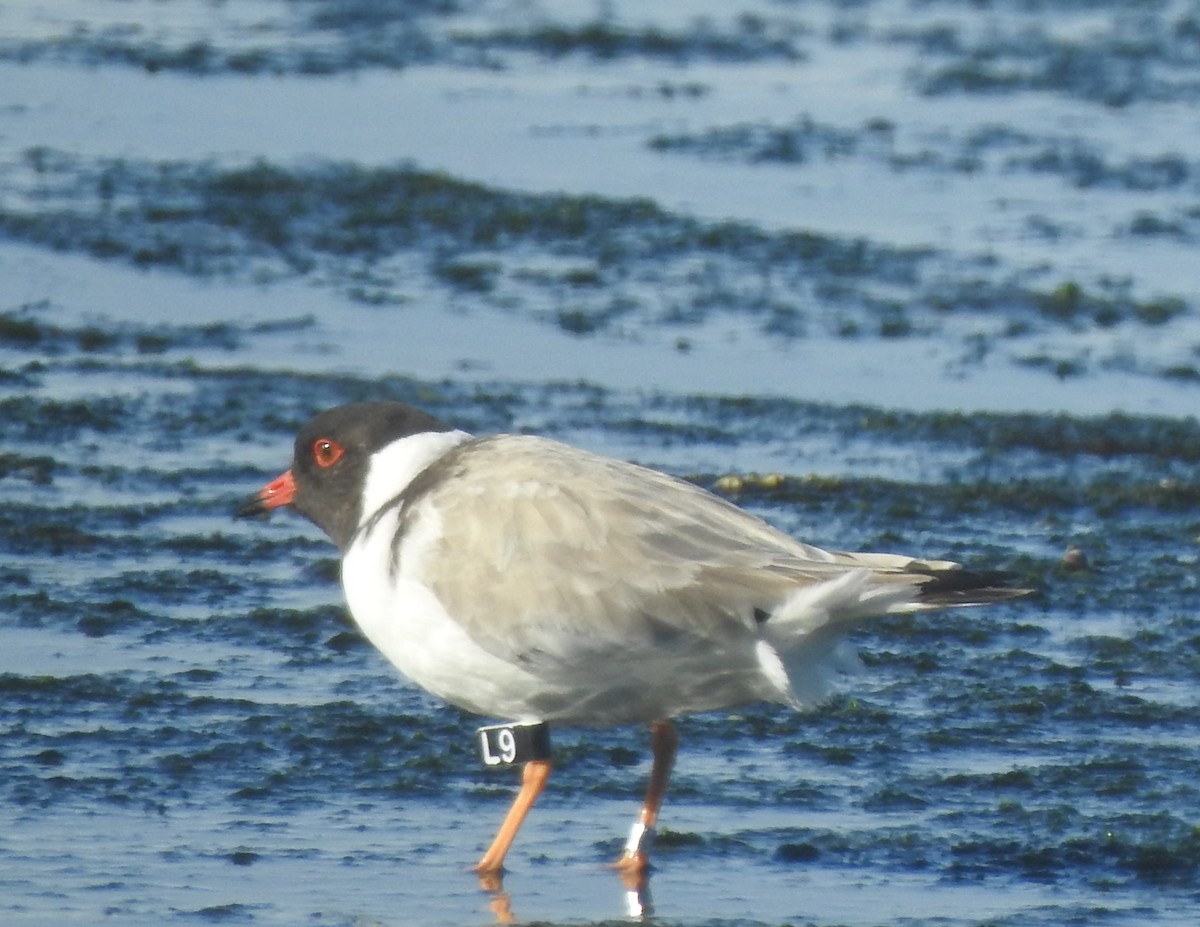 Hooded Plover - Mark Ley