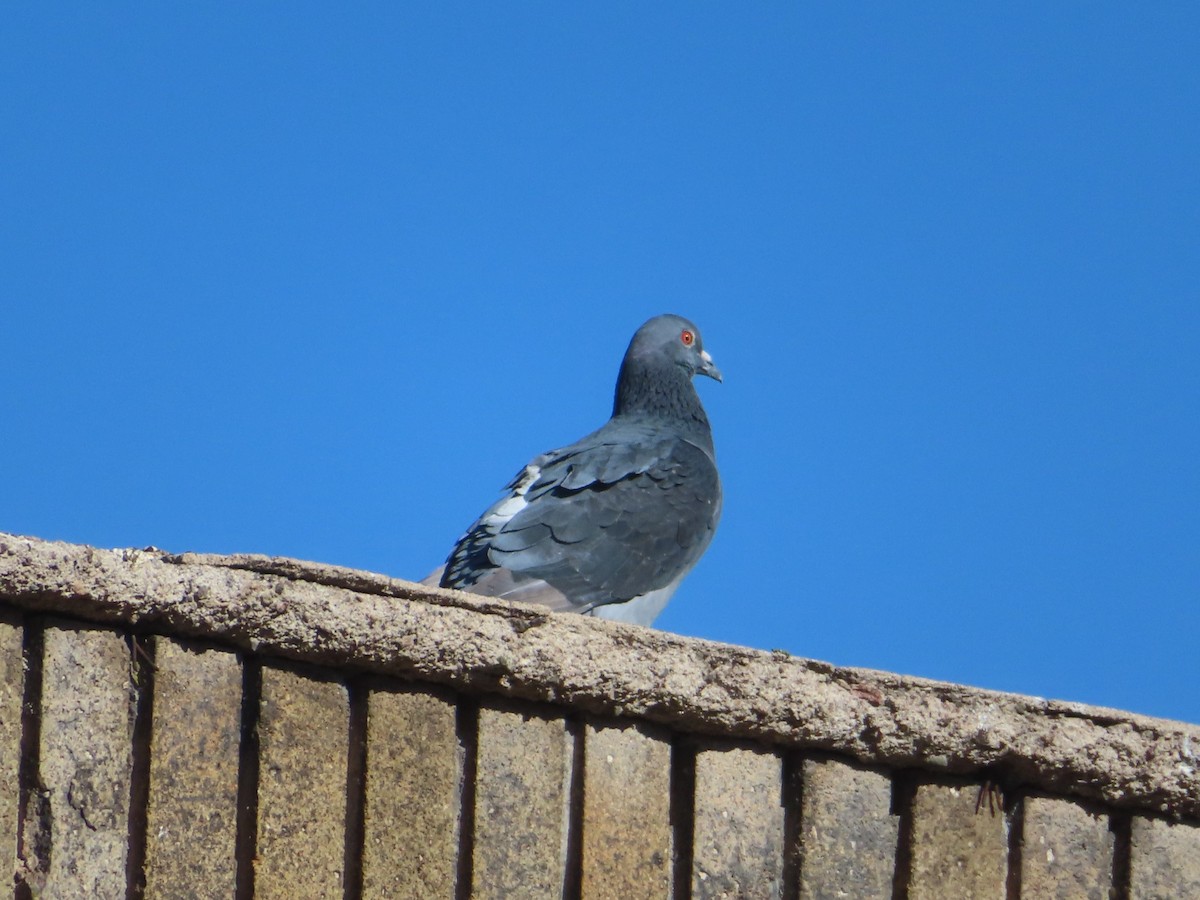 Rock Pigeon (Feral Pigeon) - ML620730714