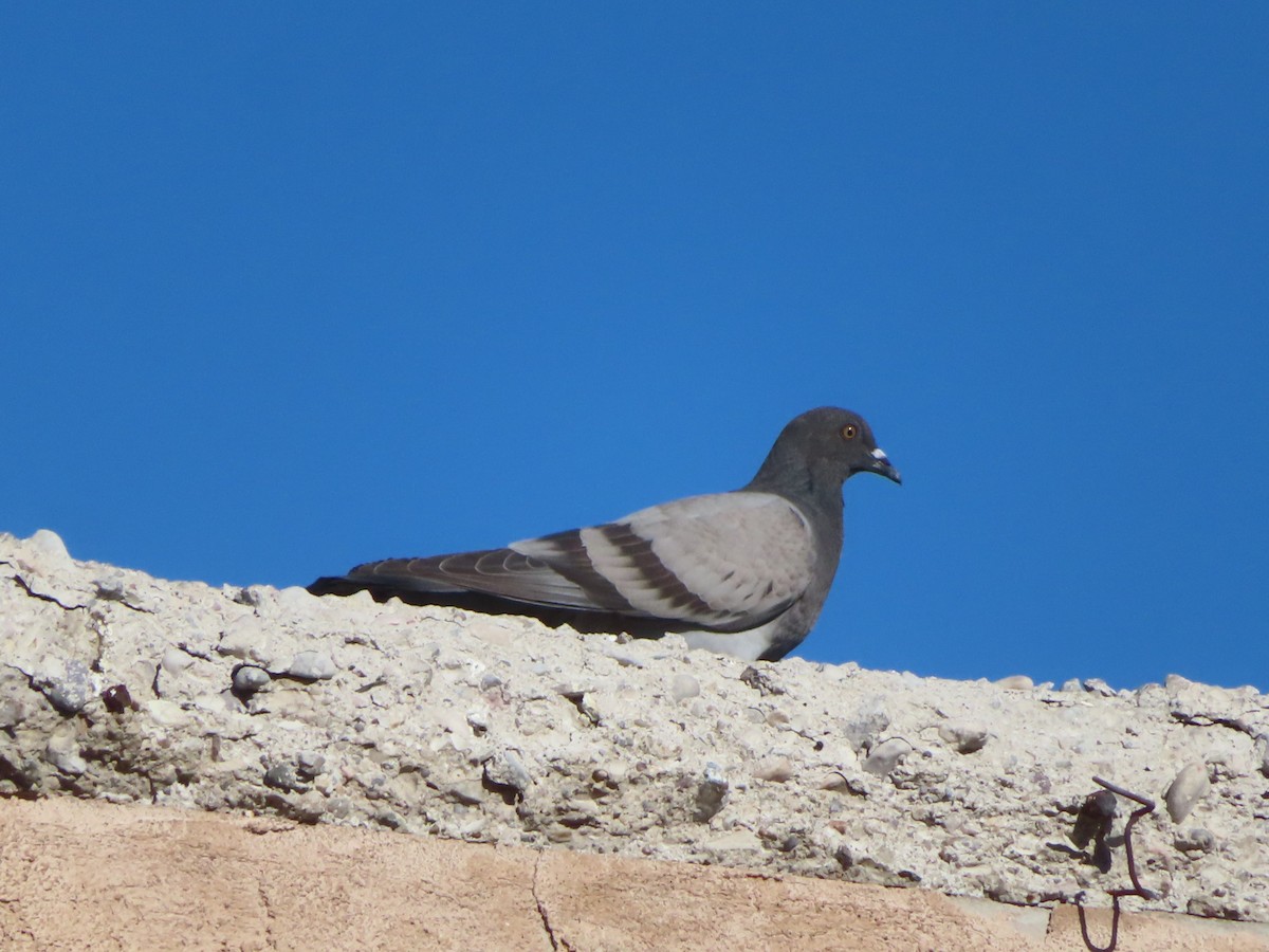 Rock Pigeon (Feral Pigeon) - ML620730715