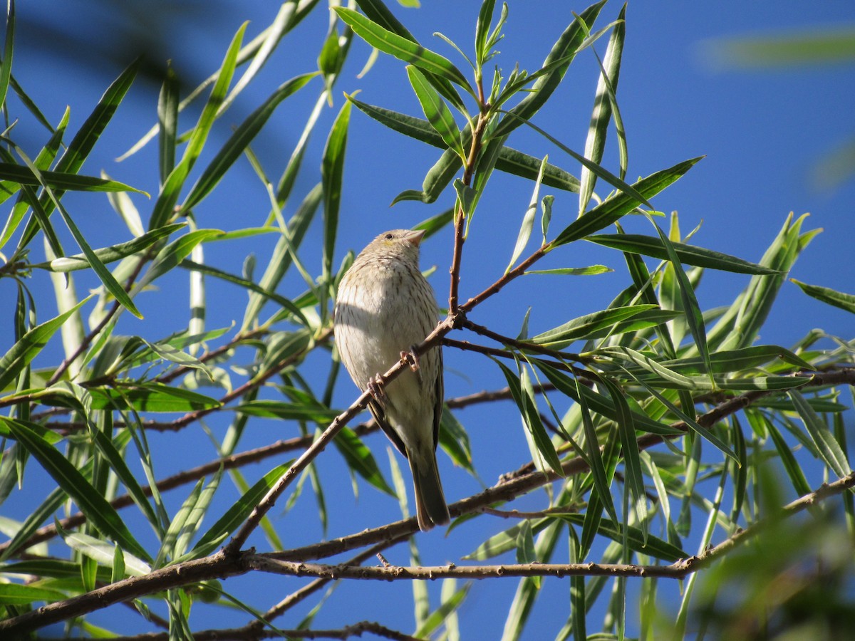 Saffron Finch - ML620730718