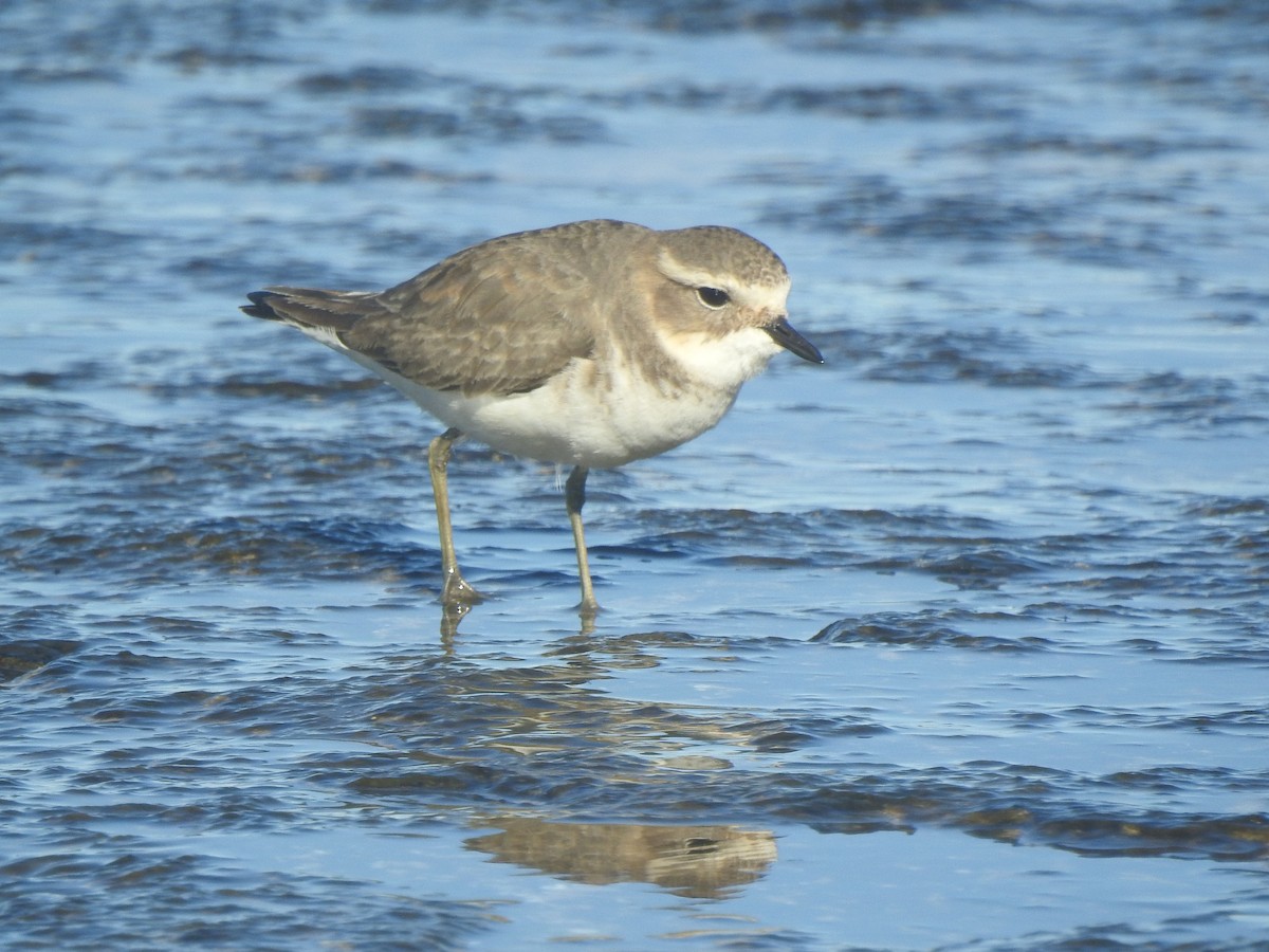 Double-banded Plover - ML620730719