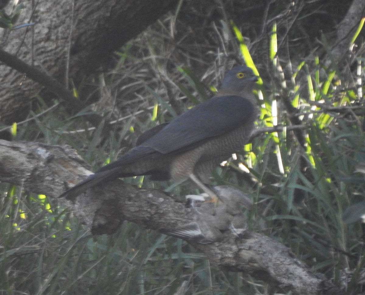 Collared Sparrowhawk - ML620730722