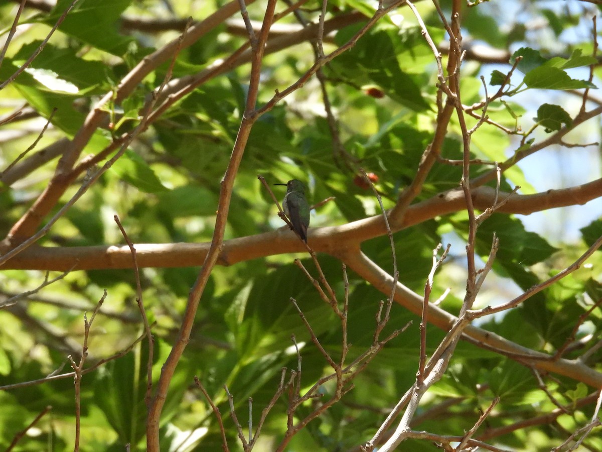 Allen's Hummingbird - ML620730723