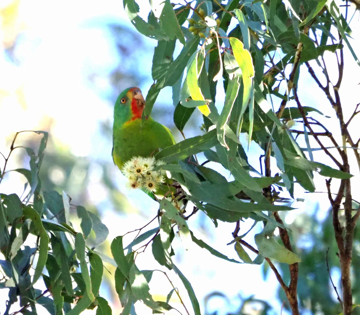 Swift Parrot - ML620730724