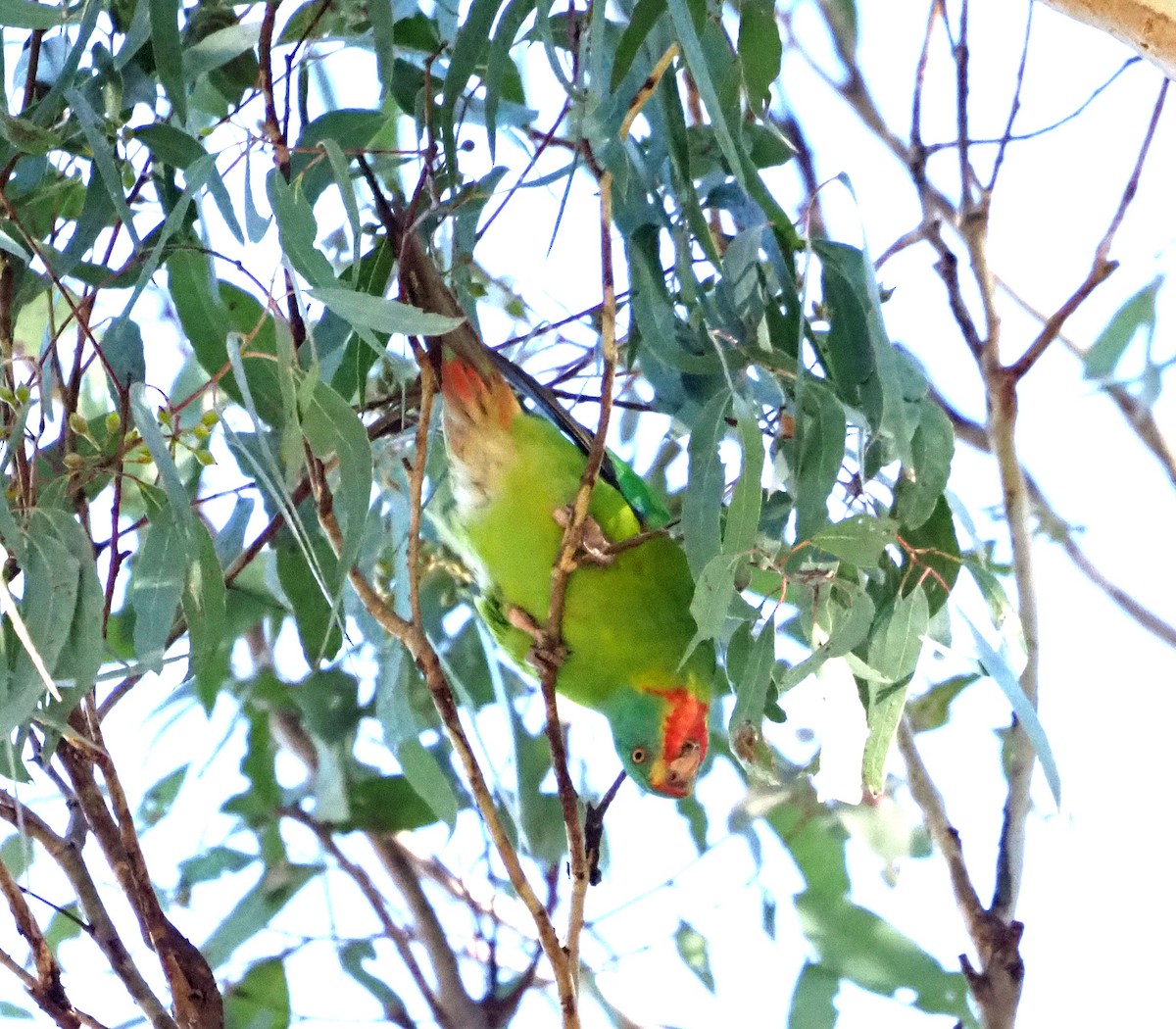 Swift Parrot - ML620730725