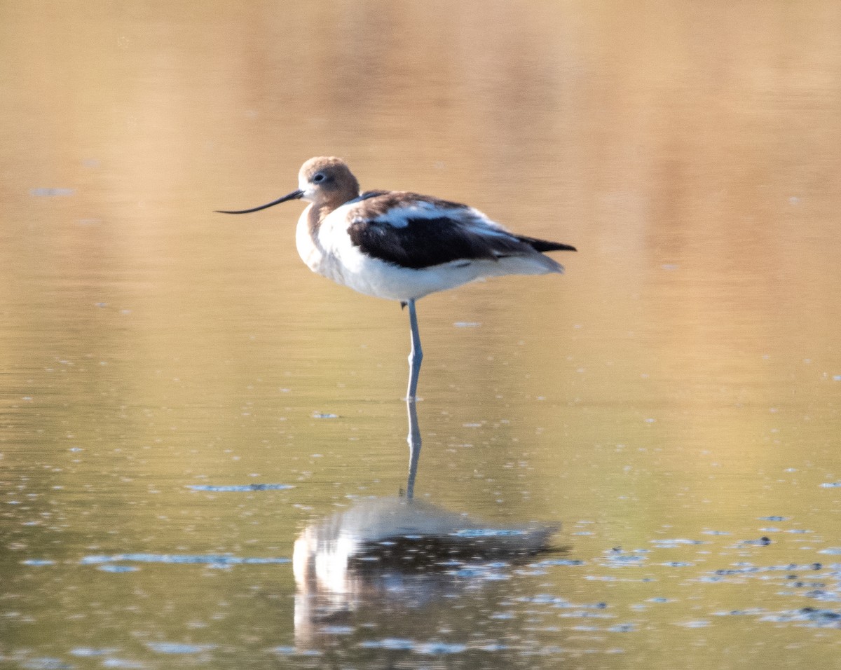 Avocette d'Amérique - ML620730726