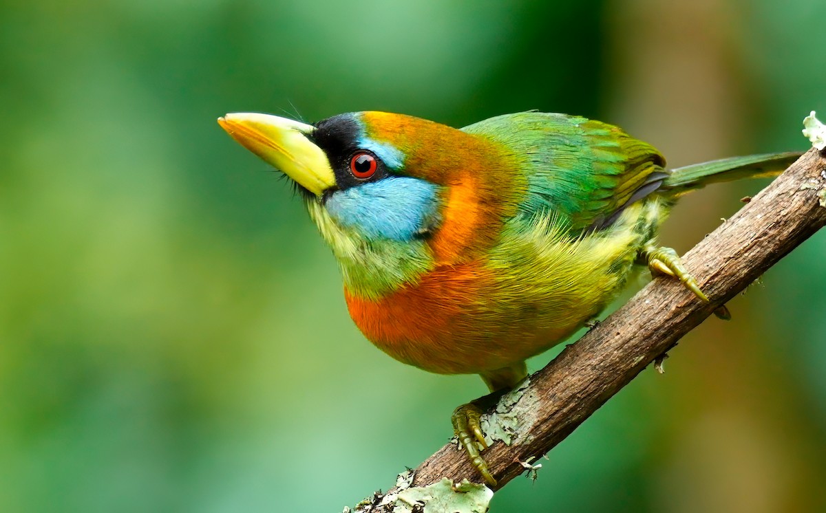 Red-headed Barbet - ML620730728