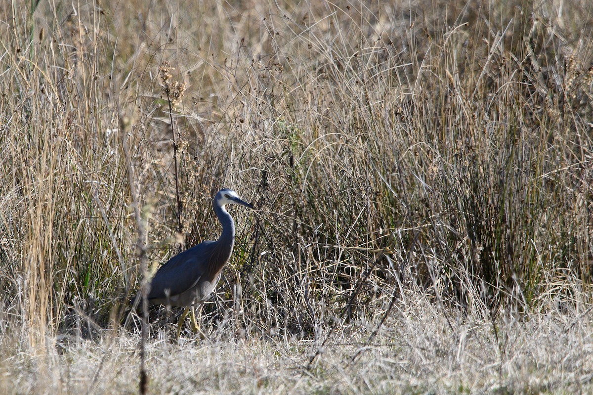 White-faced Heron - ML620730729