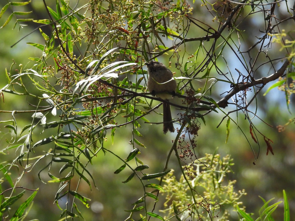 Bushtit - Anonymous