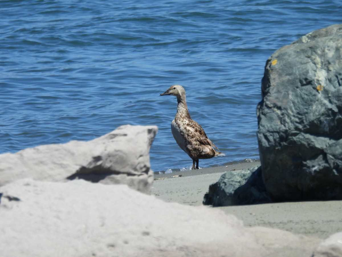 King Eider - ML620730732