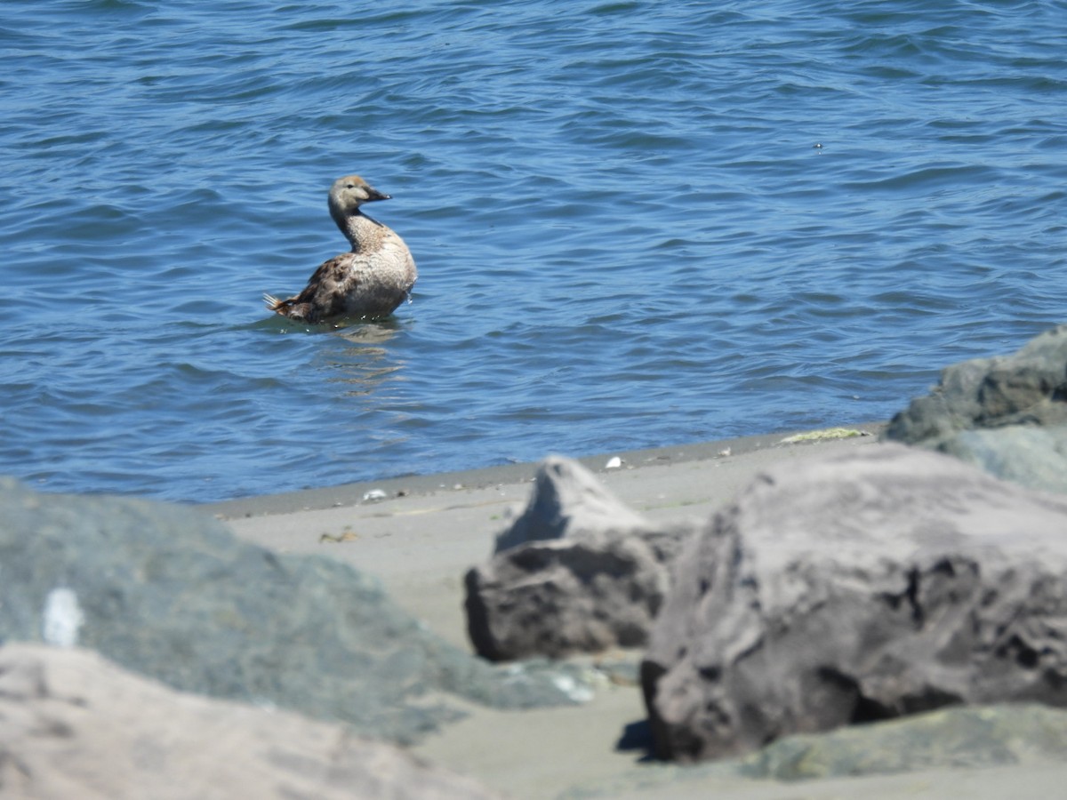 King Eider - ML620730734