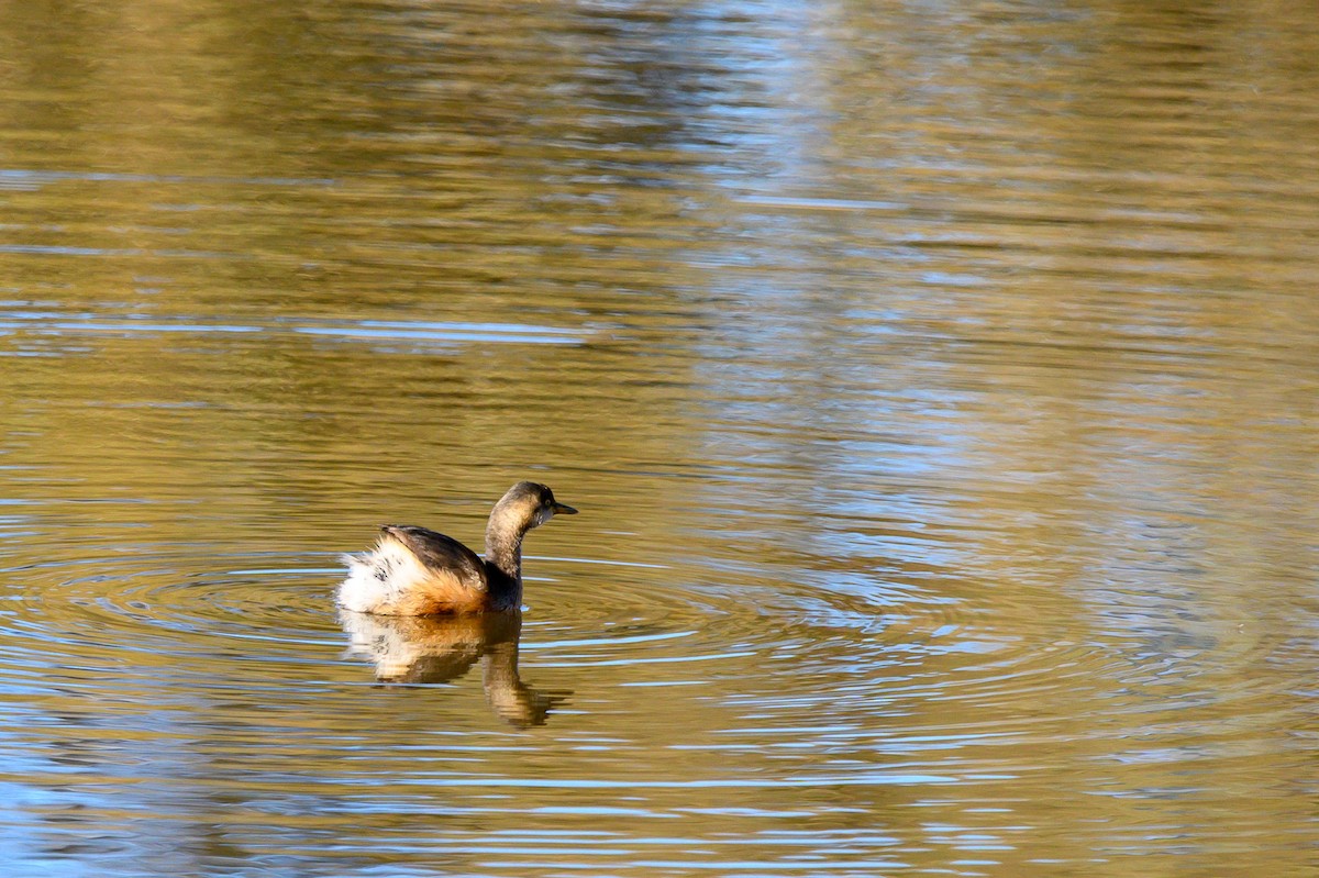 Australasian Grebe - ML620730742