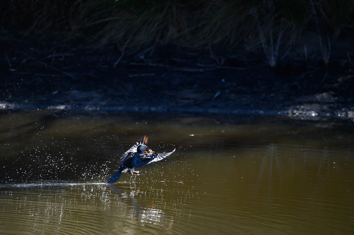 Little Pied Cormorant - ML620730747