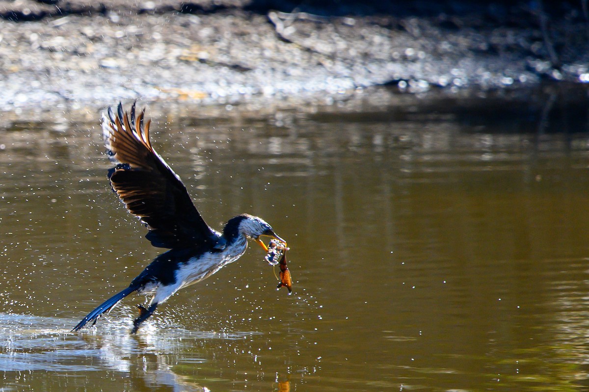 Little Pied Cormorant - ML620730749